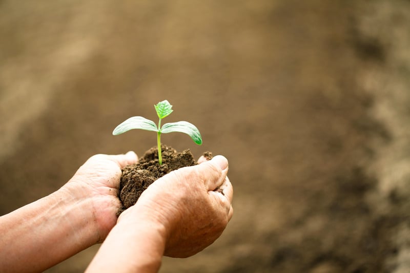 hands-holding-plant